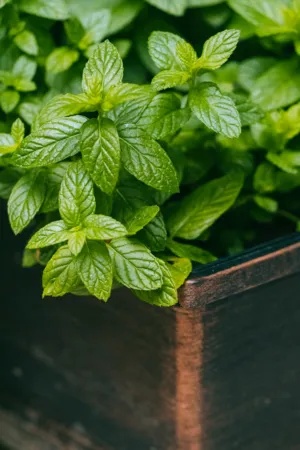 Mint Plant