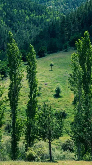 Green Forest Landscape