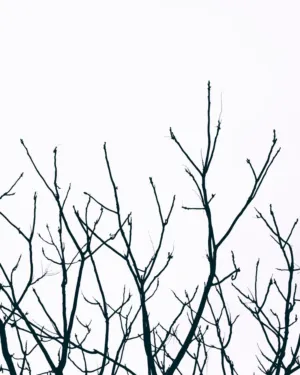 Bare Tree Branches