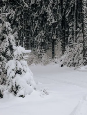 Winter Wonderland