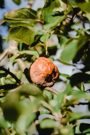 Rotten Apple