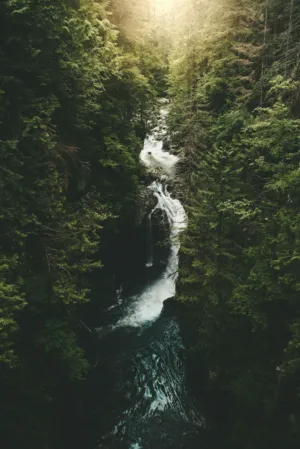 Forest Waterfall