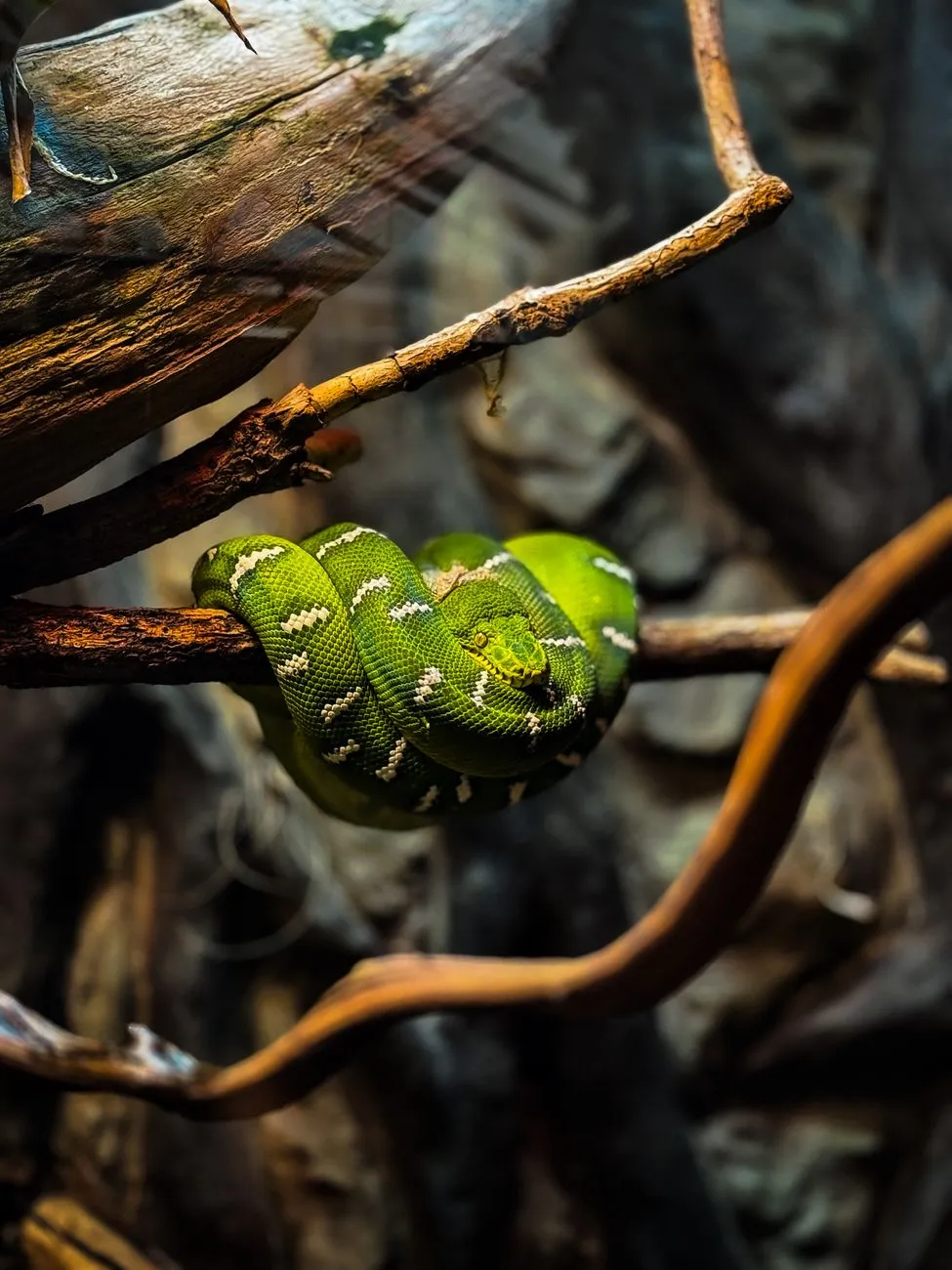 Green Snake On A Branch