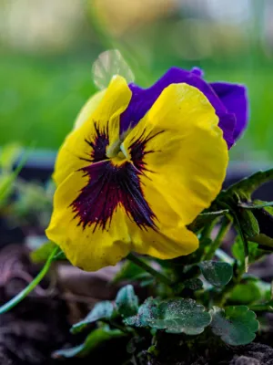 Yellow And Purple Flower
