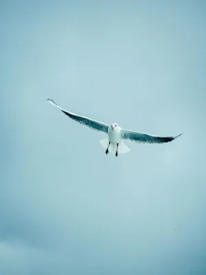 Seagull In Flight