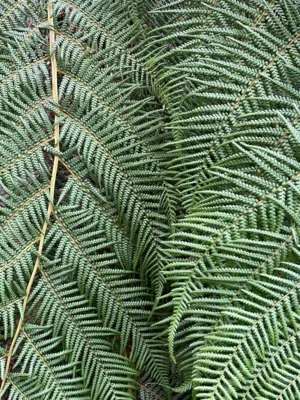 Fern Fronds