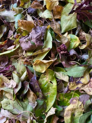Autumn Leaves