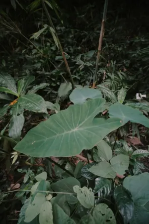 Green Jungle Leaves