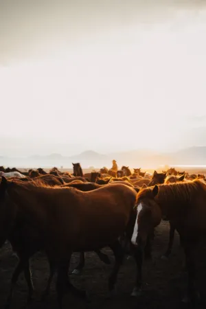 Horses At Sunset