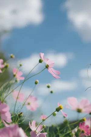 Pastel Flower Garden