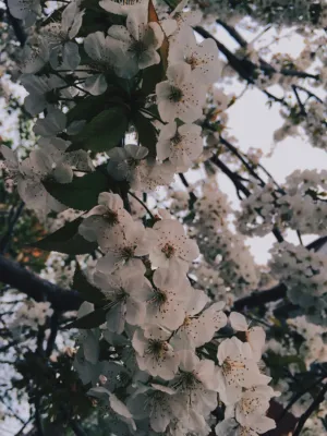 Cherry Blossoms