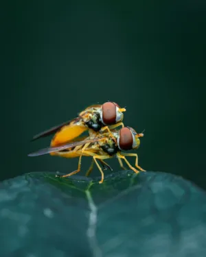 Insect Mating