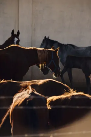 Horses In A Barn