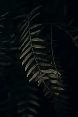 Fern In The Dark
