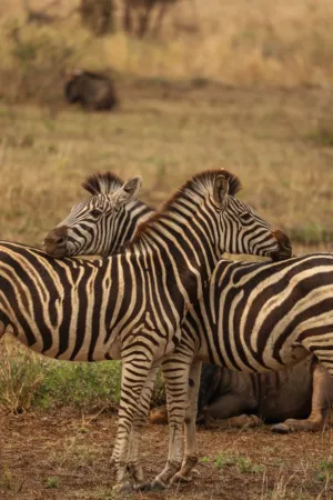 Zebras In The Wild