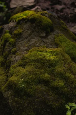 Moss-Covered Rock