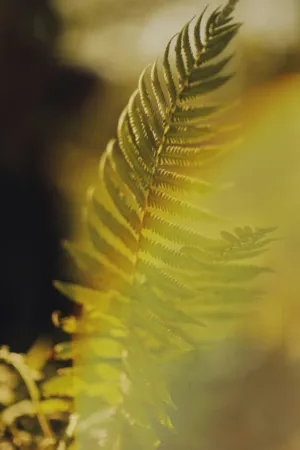 Fern In Sunlight