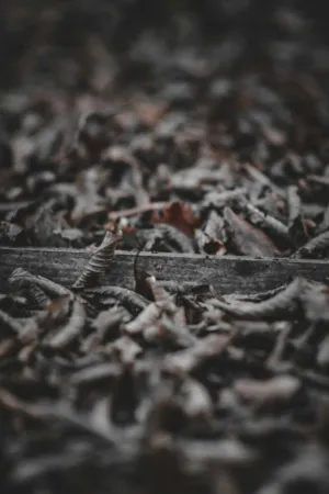 Autumn Leaves