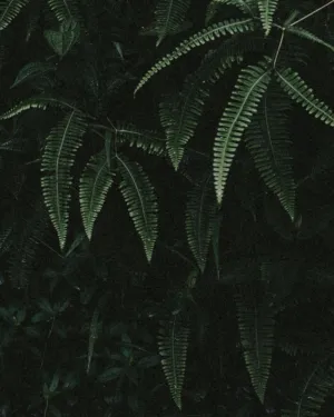 Ferns In The Forest