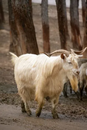 White Goat In A Forest