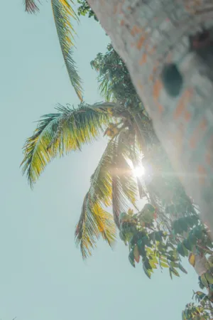Palm Tree And Sun
