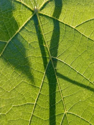 Green Leaf With Shadows