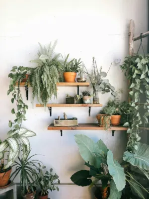 Indoor Plant Display