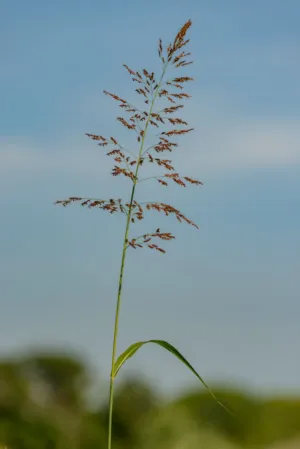 Tall Grass Plant