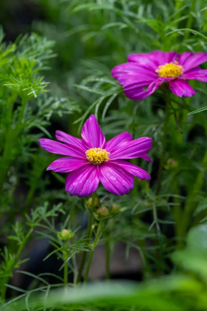 Purple Cosmos Flowers