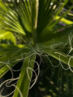 Green Palm Fronds