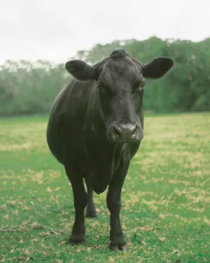 Black Cow In A Field