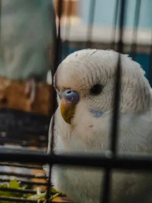 White Parakeet In Cage
