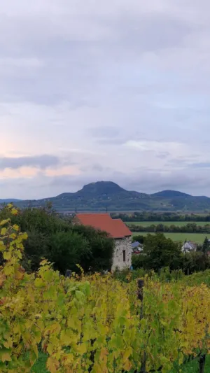 Vineyard And Mountain Landscape
