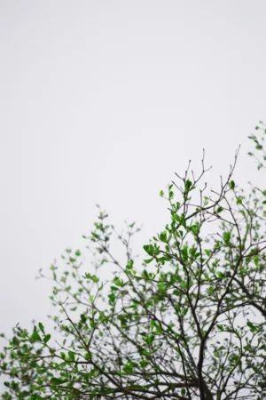 Green Leaves Against A Gray Sky