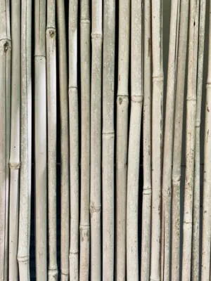 Bamboo Fence