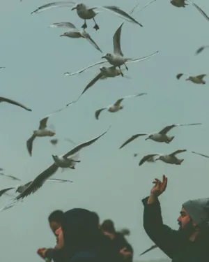 Flock Of Seagulls