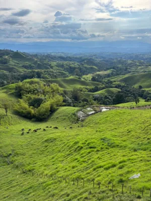 Green Pastures And Rolling Hills