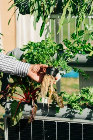 Hydroponic Gardening