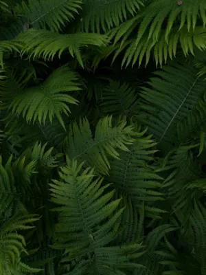 Ferns