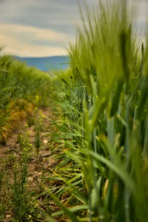 Green Wheat Field