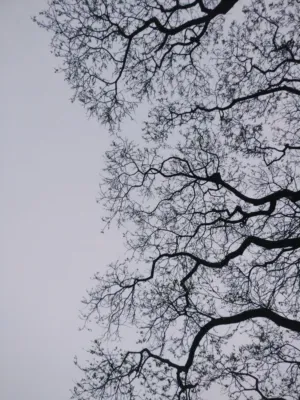 Tree Silhouette