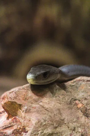 Snake On Rock