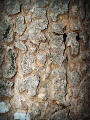 Tree Bark Texture