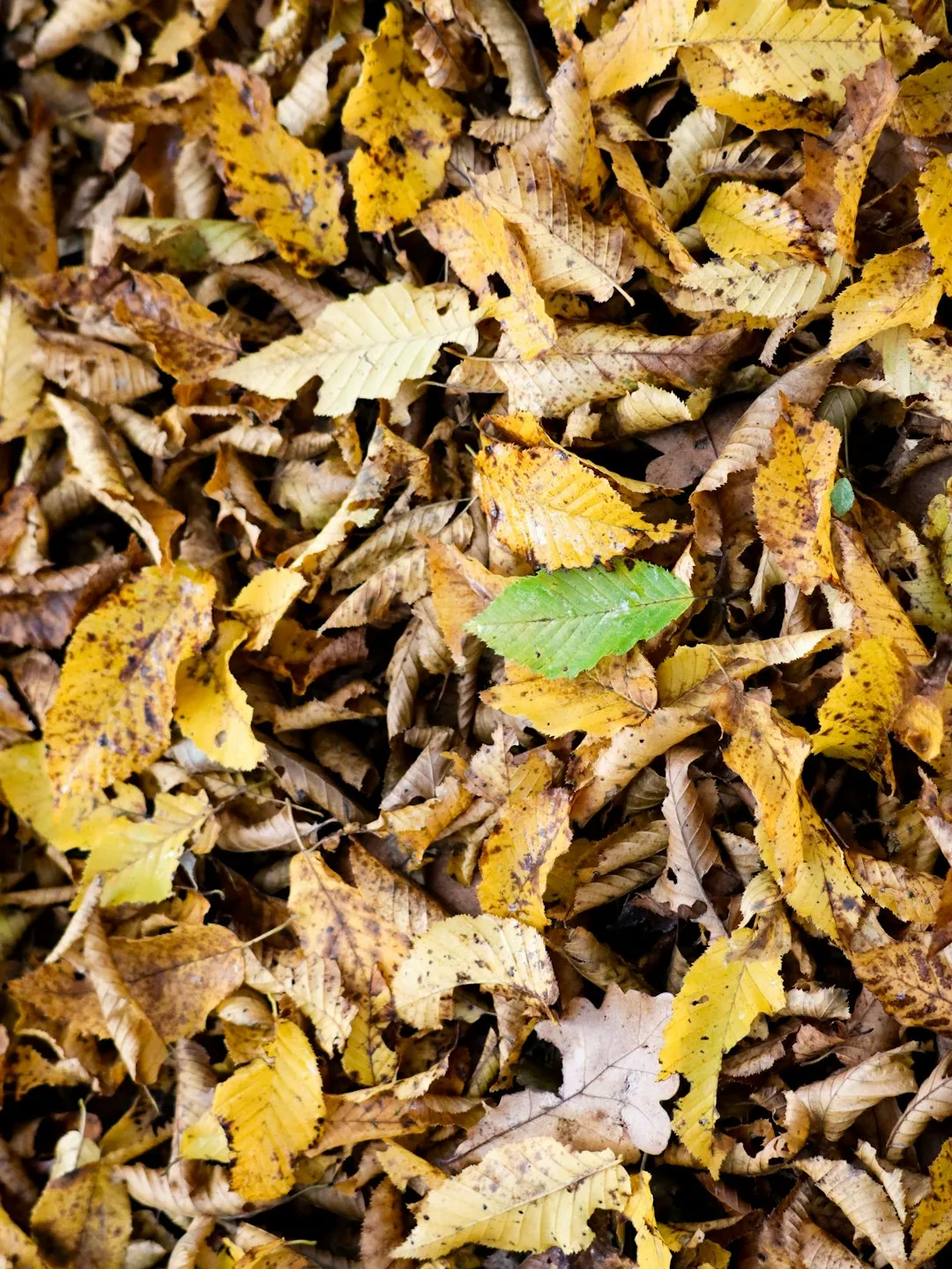 Autumn Leaves