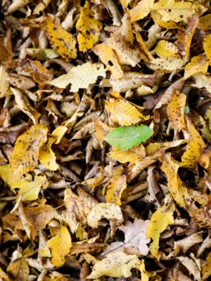 Autumn Leaves