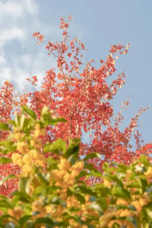 Autumnal Trees