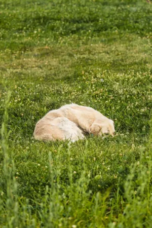 Golden Retriever In Grass