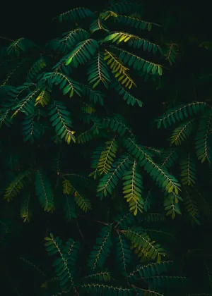 Green Ferns