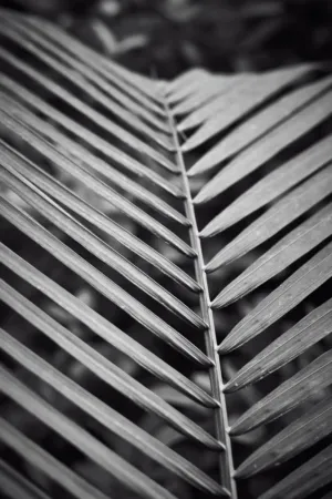 Palm Leaf