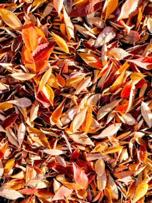 Autumn Leaves